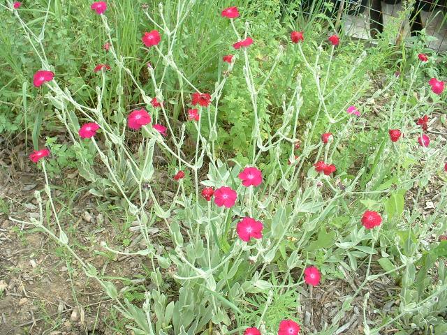 Lychnis coronaria  (Seed)